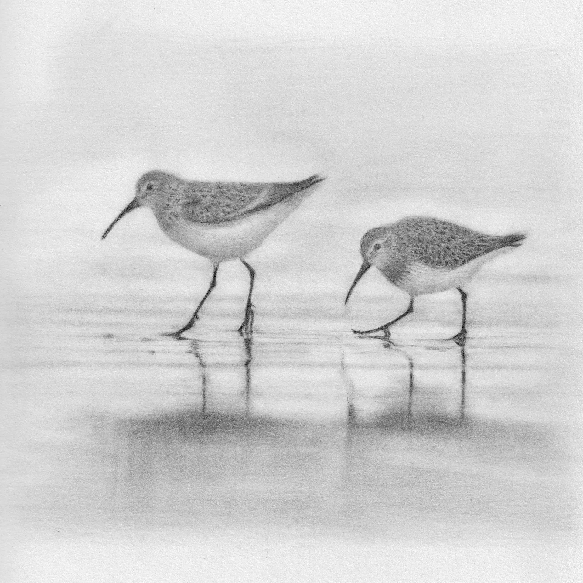 <p><strong>ANNA POIRIER</strong>graphite drawing<a href="/anna-poirier-jour-2026">More →</a></p>