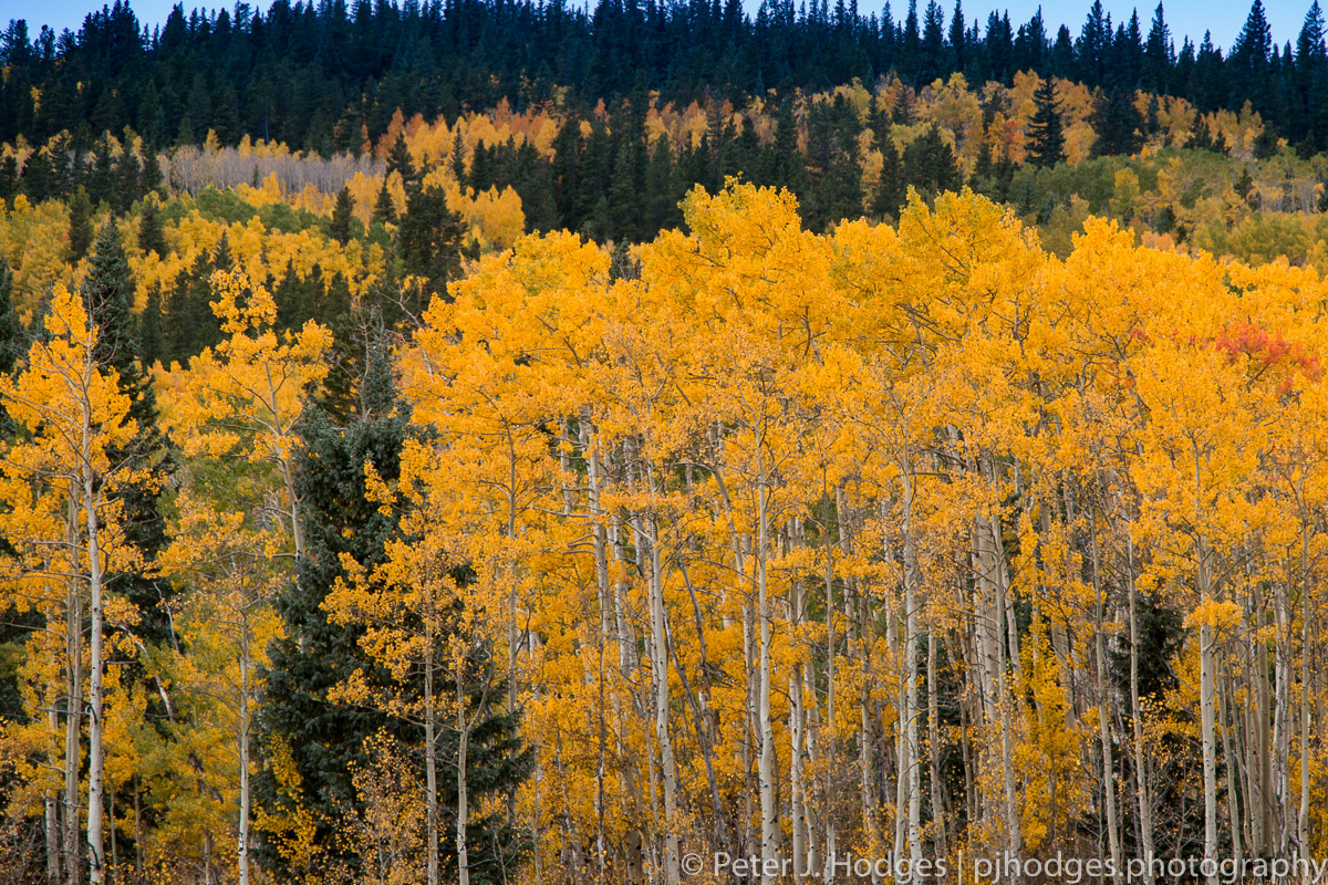 Aspens and Evergreens