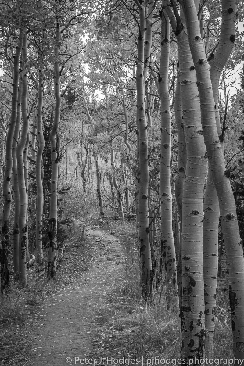 Trail in the Aspens