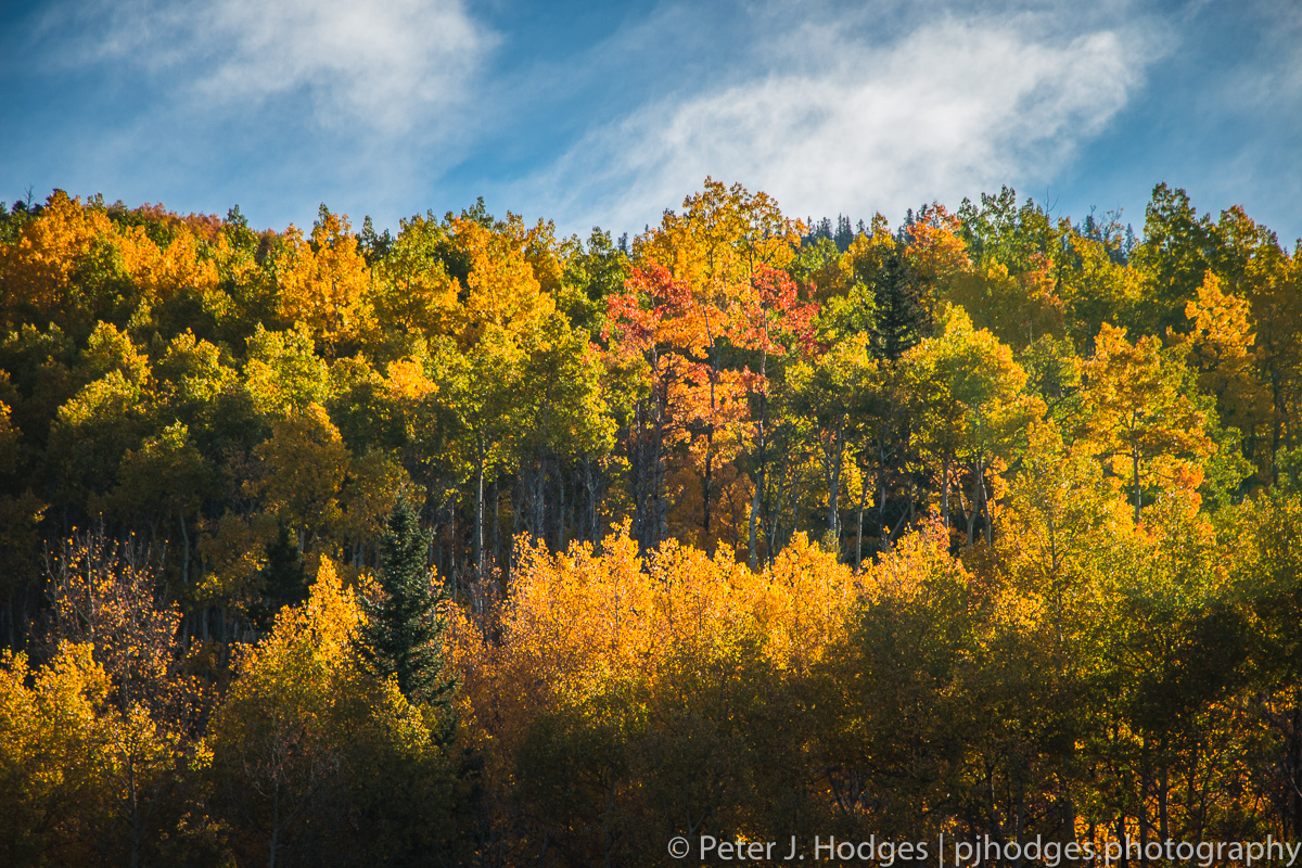 Sunglow Aspens