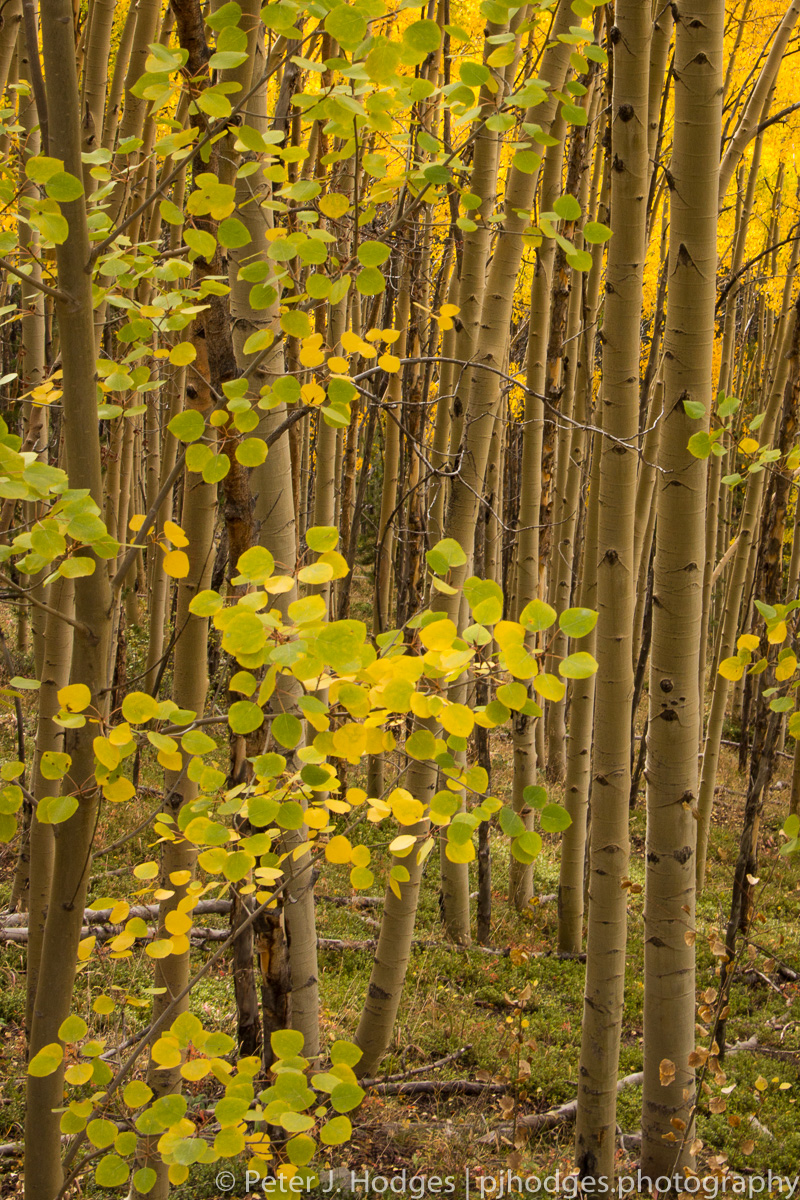 Lemon Lime - Boreas Pass, Colorado