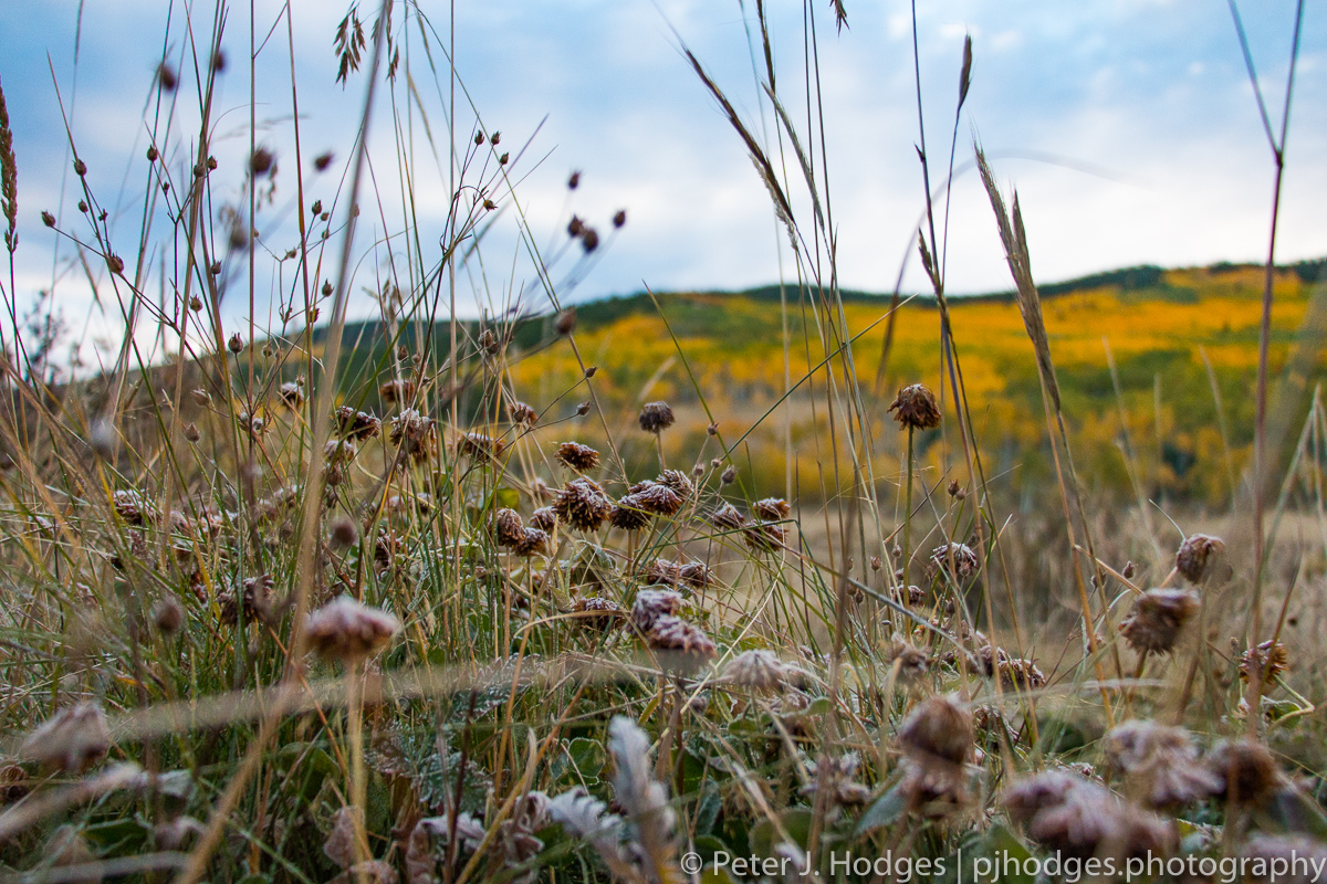 Frosty Fall at Kenosha Pass, Colorado