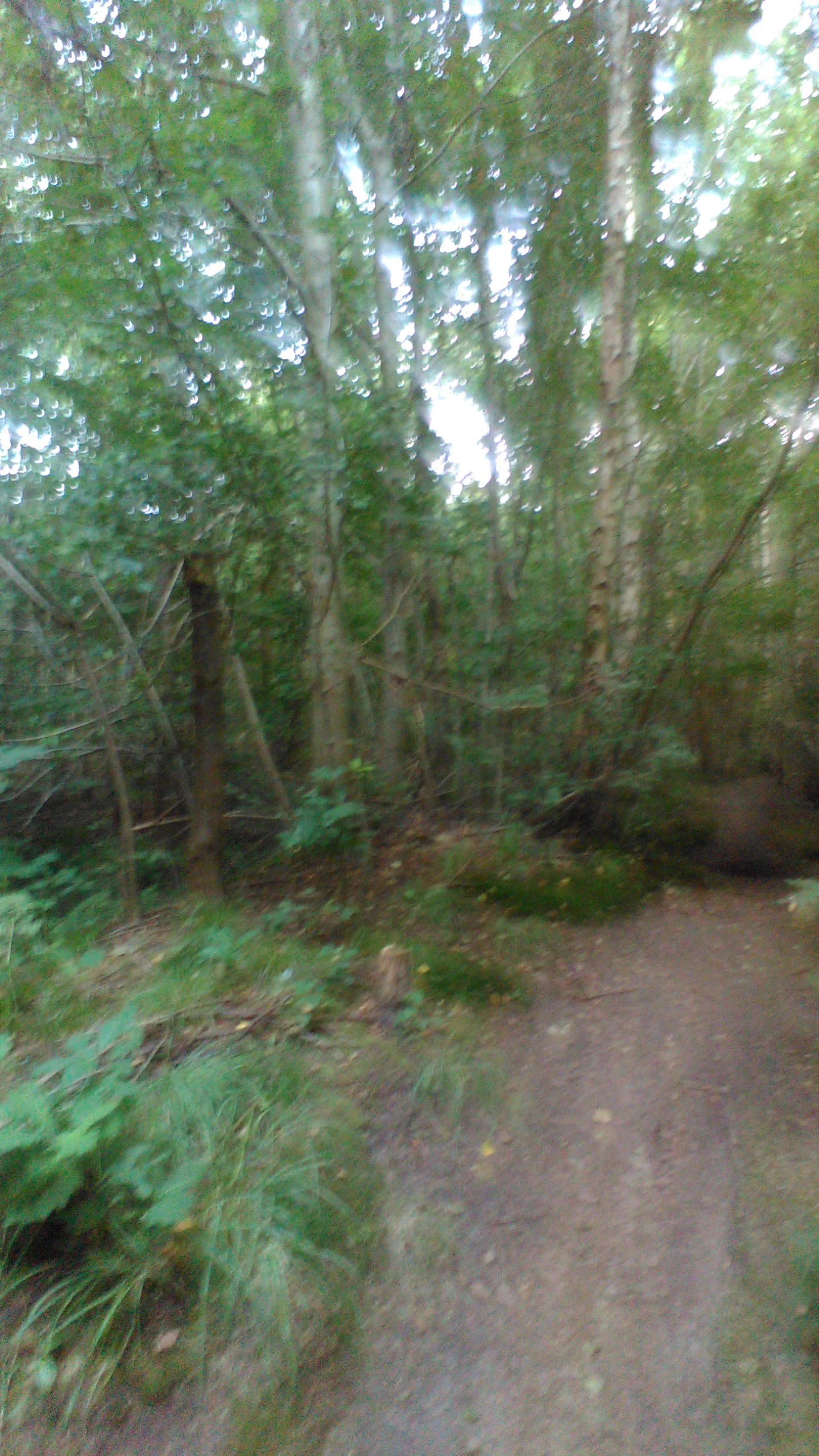 IMG_20160729_185439.jpg