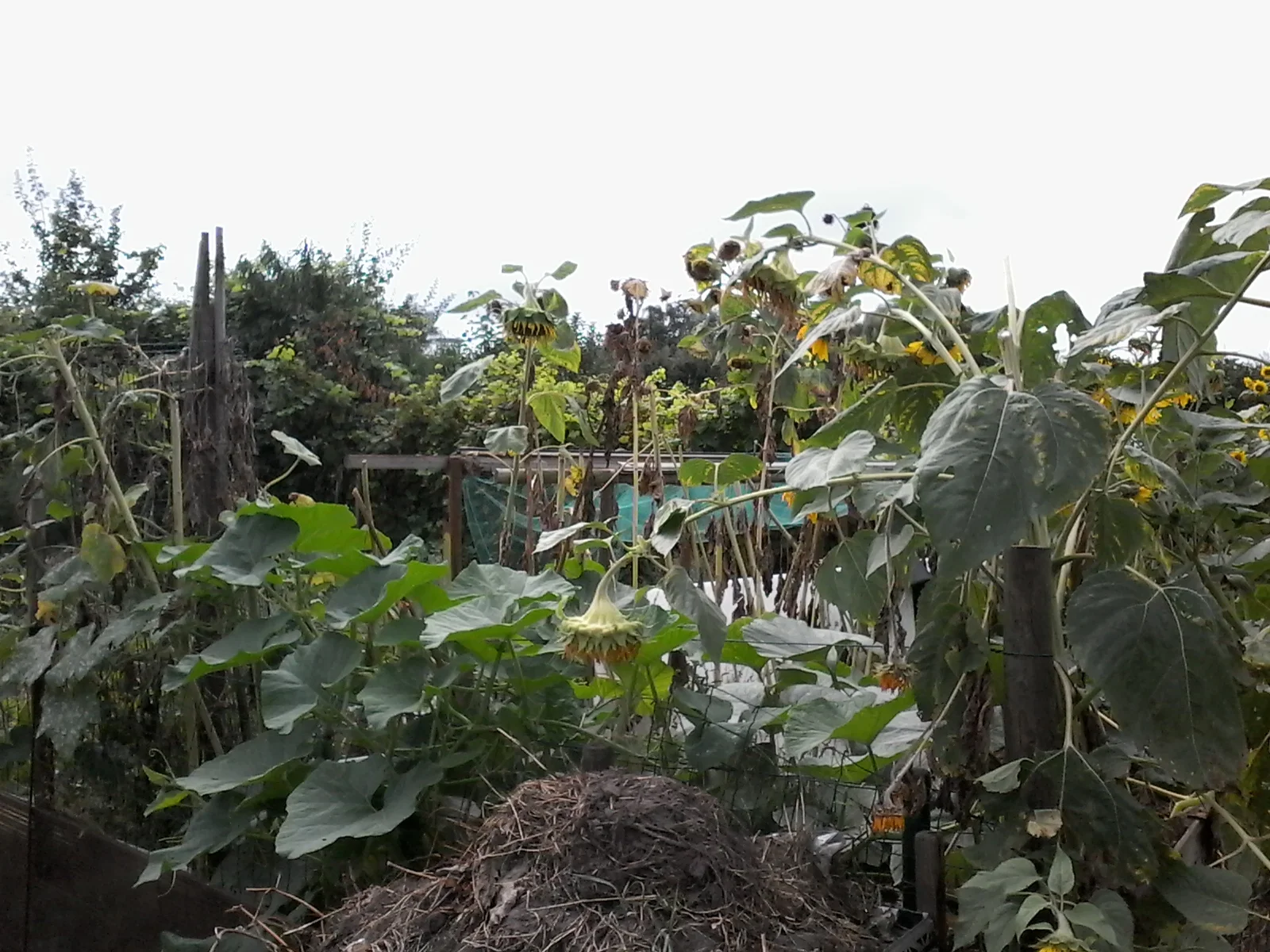 Tuin 91.jpg