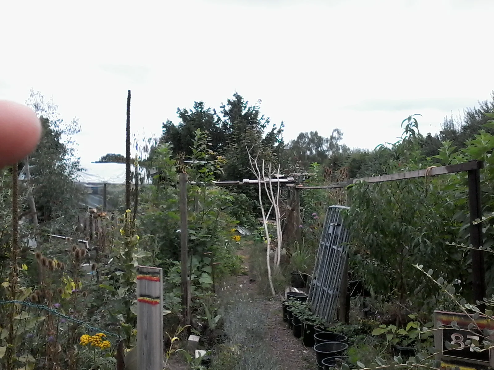 Tuin 87.jpg