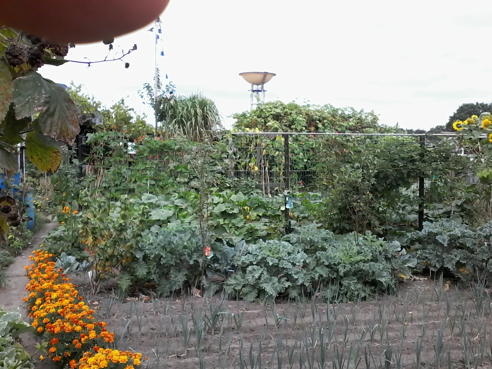 Tuin 86.jpg