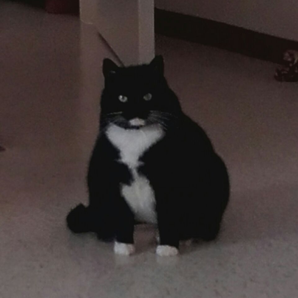 Heb jij deze kat gezien?