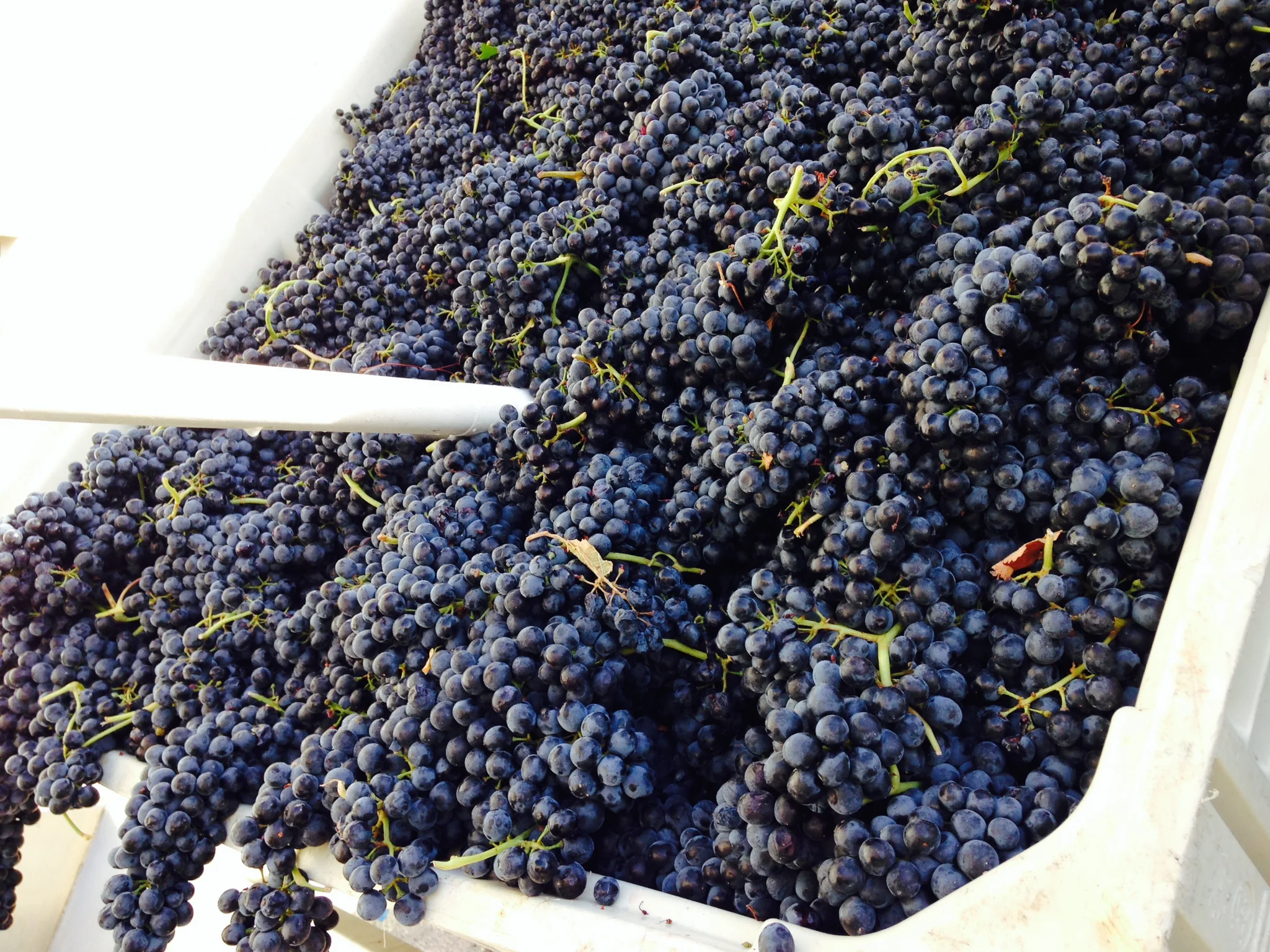 2014 Syrah Release