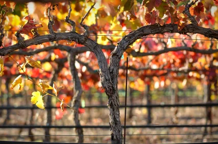 Leavenworth Fall Wine Walk