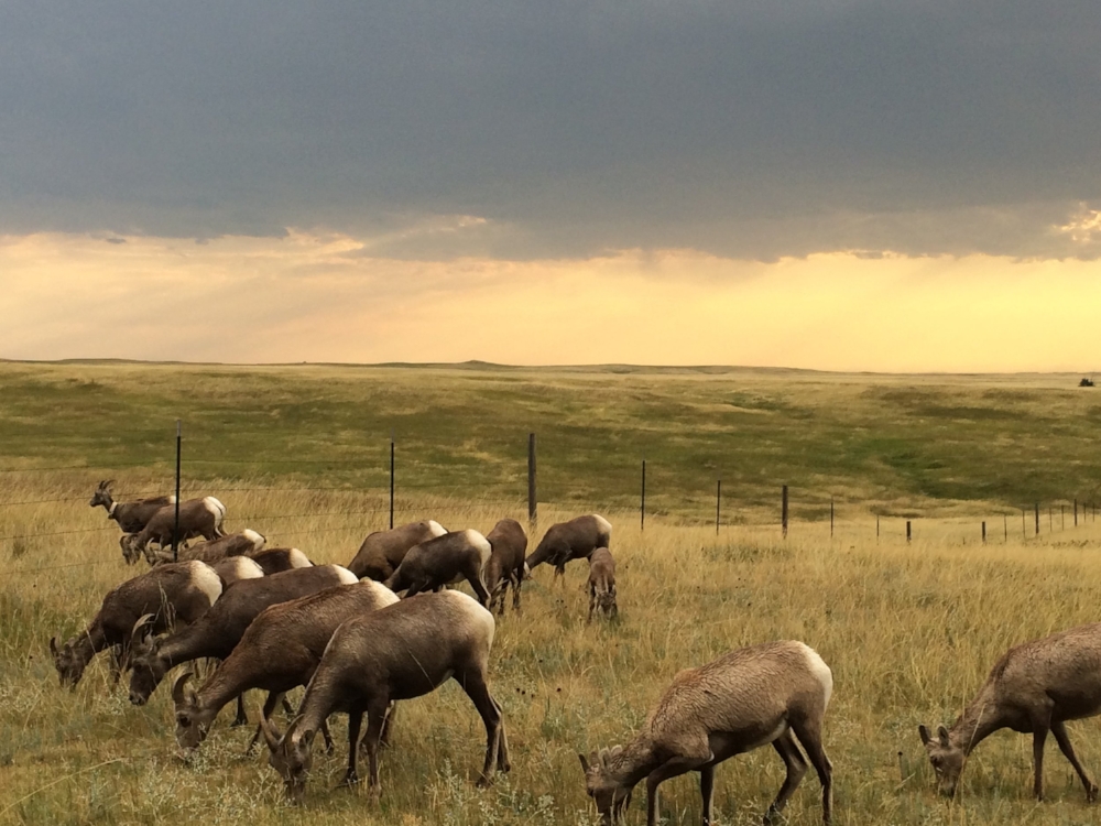 The long horn sheep grazing just next to our trailer