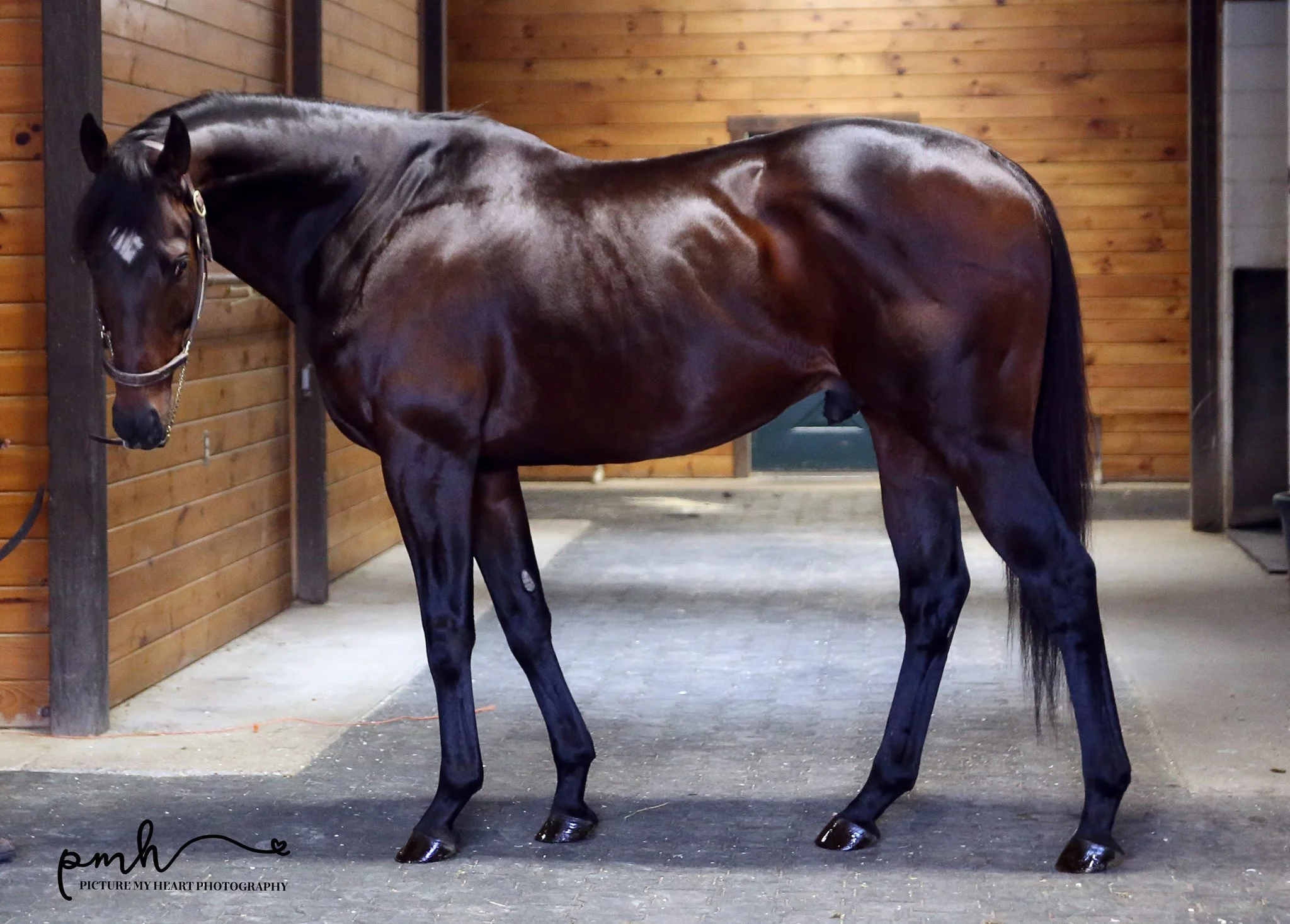 Click here to see our available horses for adoption