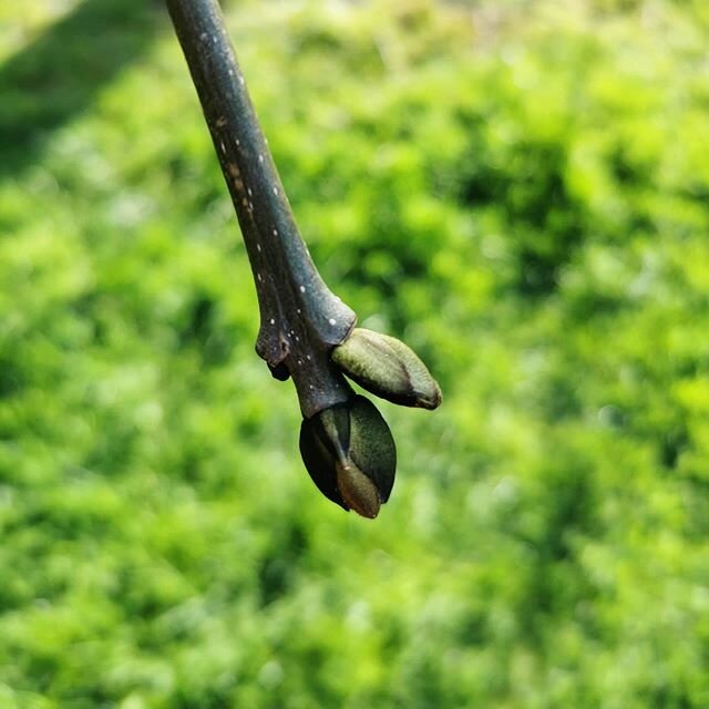 New life #spring #dublin #discoverdublin #dailydublin #dailylife #dublinstreets #igers #dublinigers #lovindublin #heartofdublin #igersdublinstreets #dublincity #documentdublin #ireland