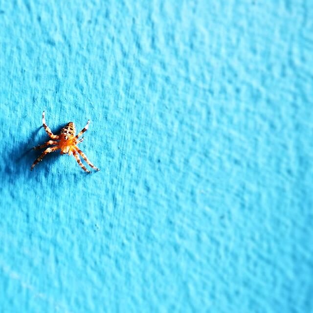 Day 5/7 #mylifeinpictures - We have s visitor #spiders #indoorlife #arachnid