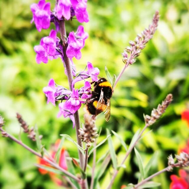 Buzzzz Buzzzz #bumblebee #bee #dublin #discoverdublin #dailydublin #dailylife #dublinstreets #igers #dublinigers #lovindublin #heartofdublin #igersdublinstreets #dublincity #documentdublin #ireland