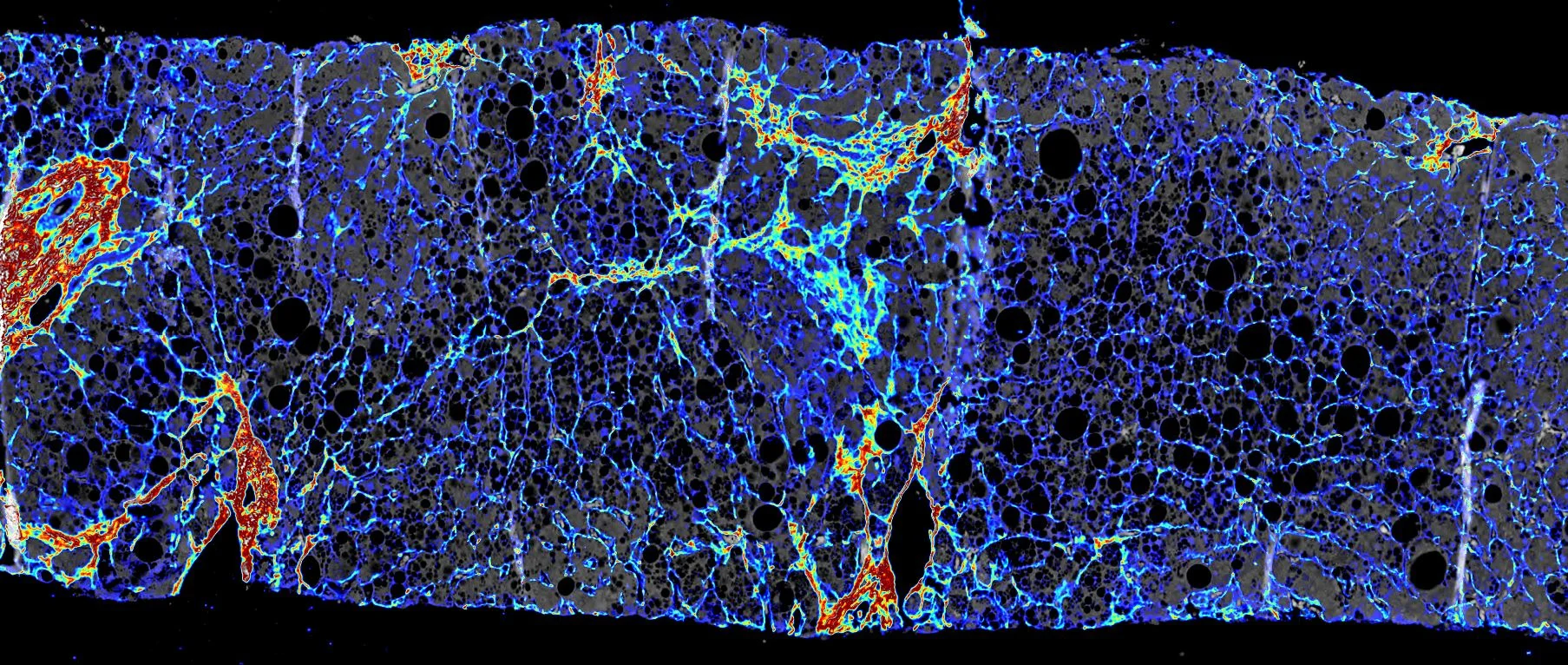 PharmaNest Banner.JPG