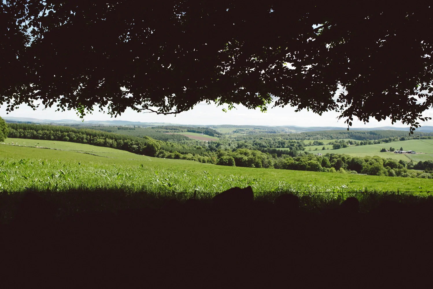 _NIC6771-2.jpg