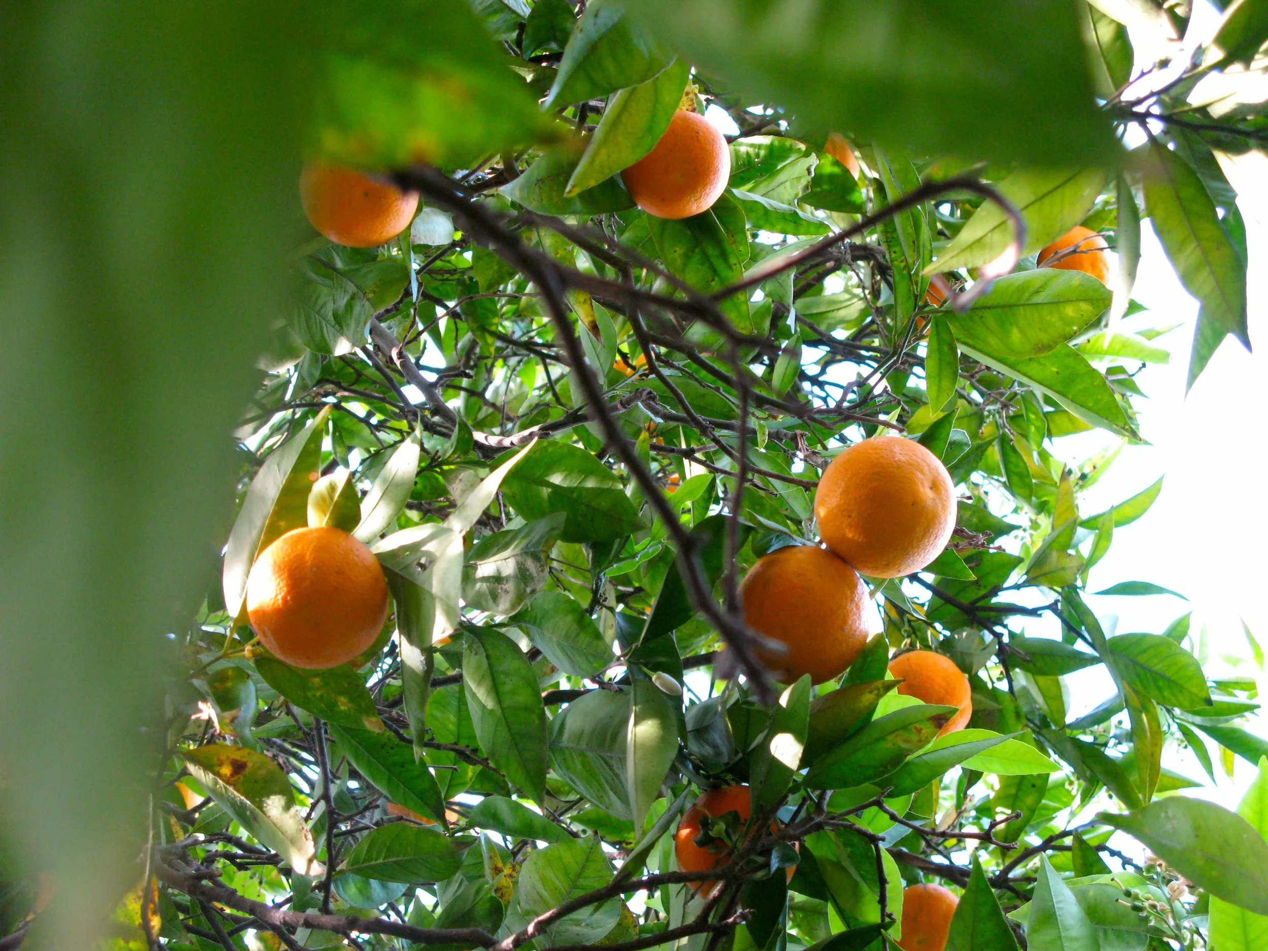 orange tree.jpg