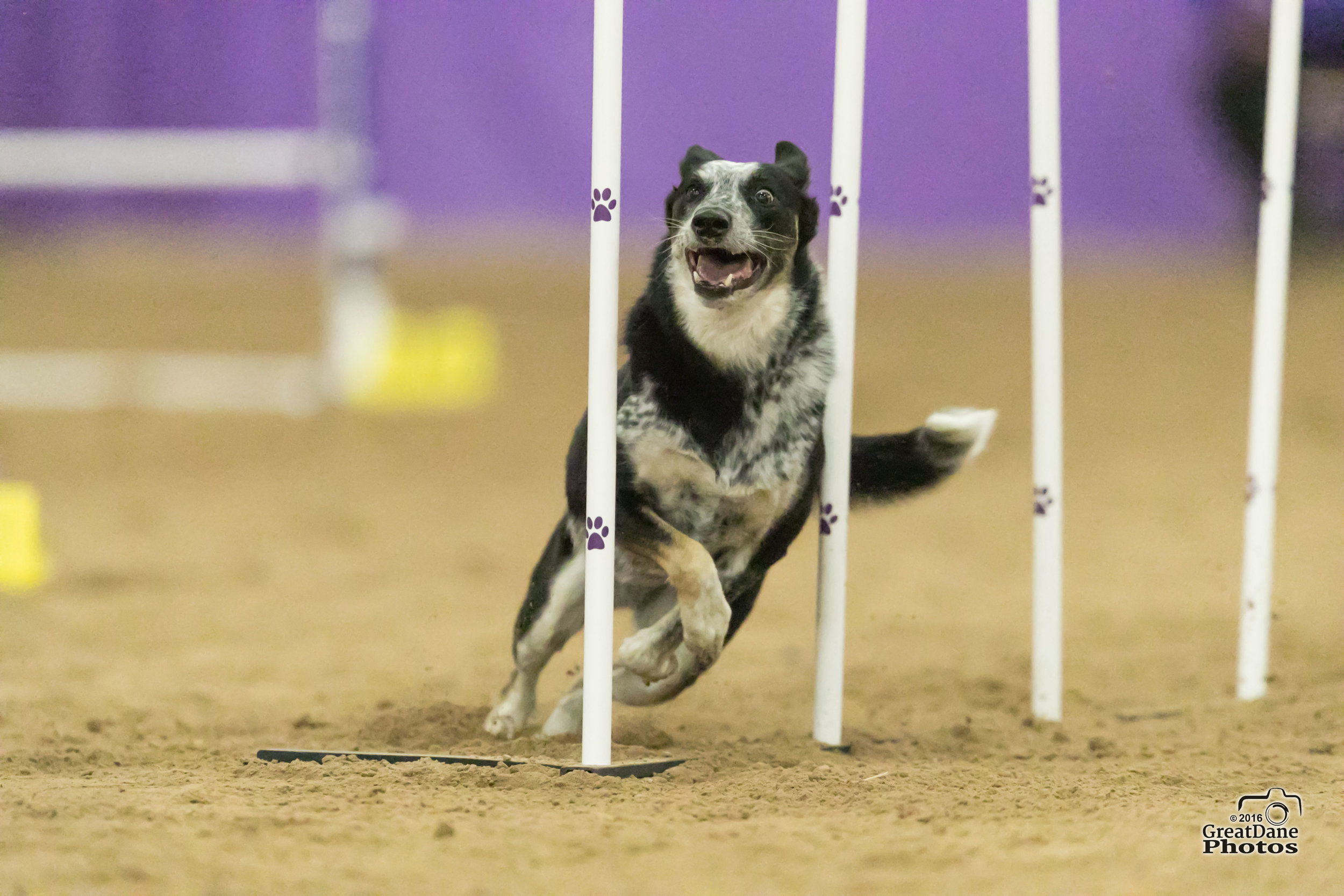 Photo Credit Great Dane Photos