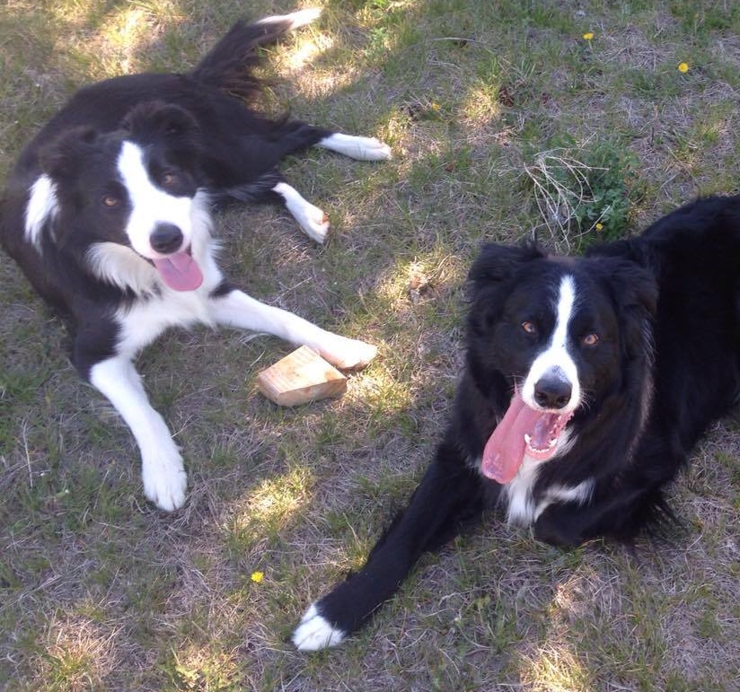 McCoy and his new brother Poe!
