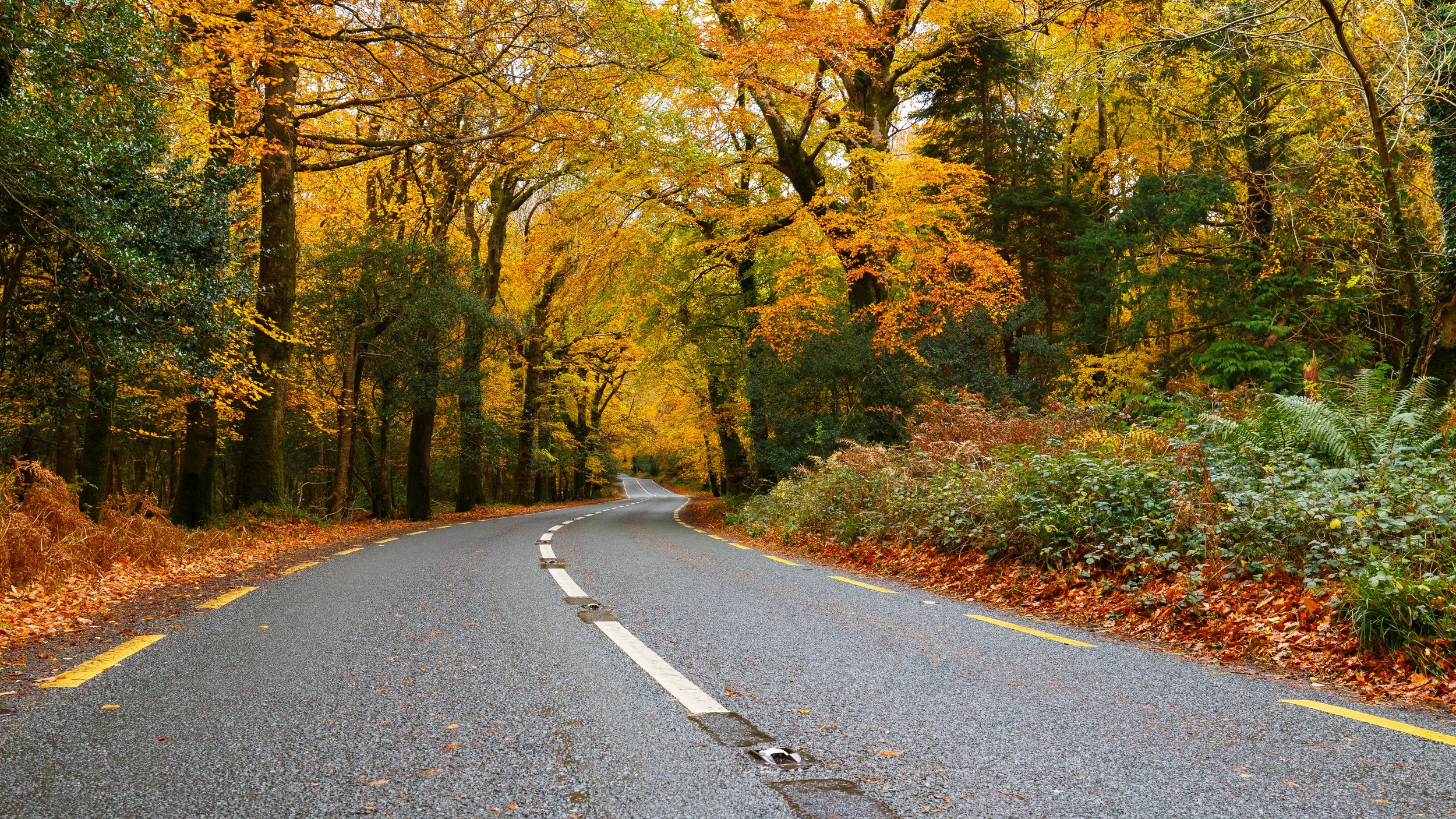 Heading Through Autumn