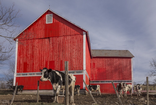 Photo credit: Paul from Chicago " Milk? Got It" So this is a departure from the last couple of posts. A friend and I saw this barn from afar. It was SO red that we had to drive over and investigate. Nice country scene I thought. Click click click... ")