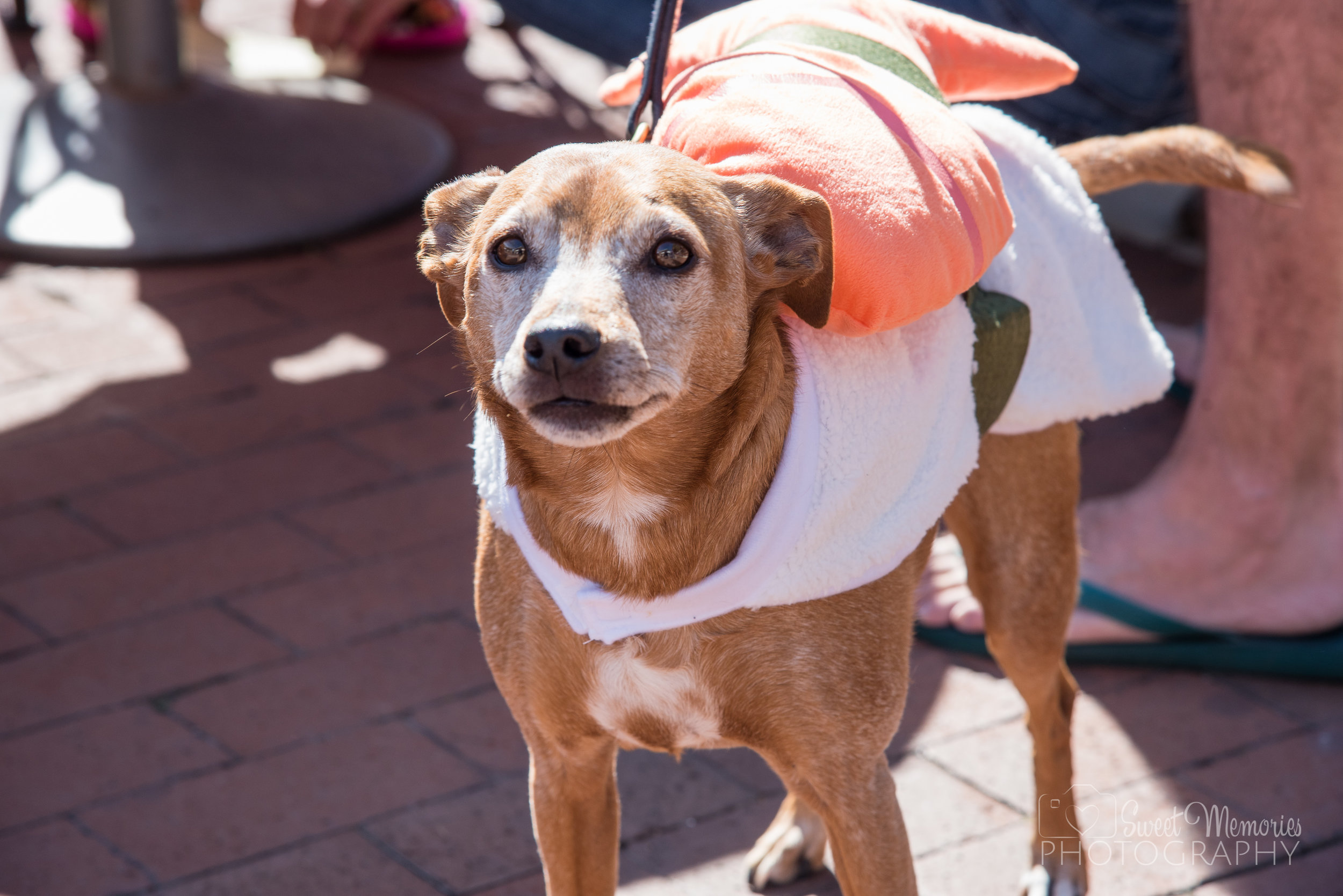 Howl-O-Ween_2016-12.jpg