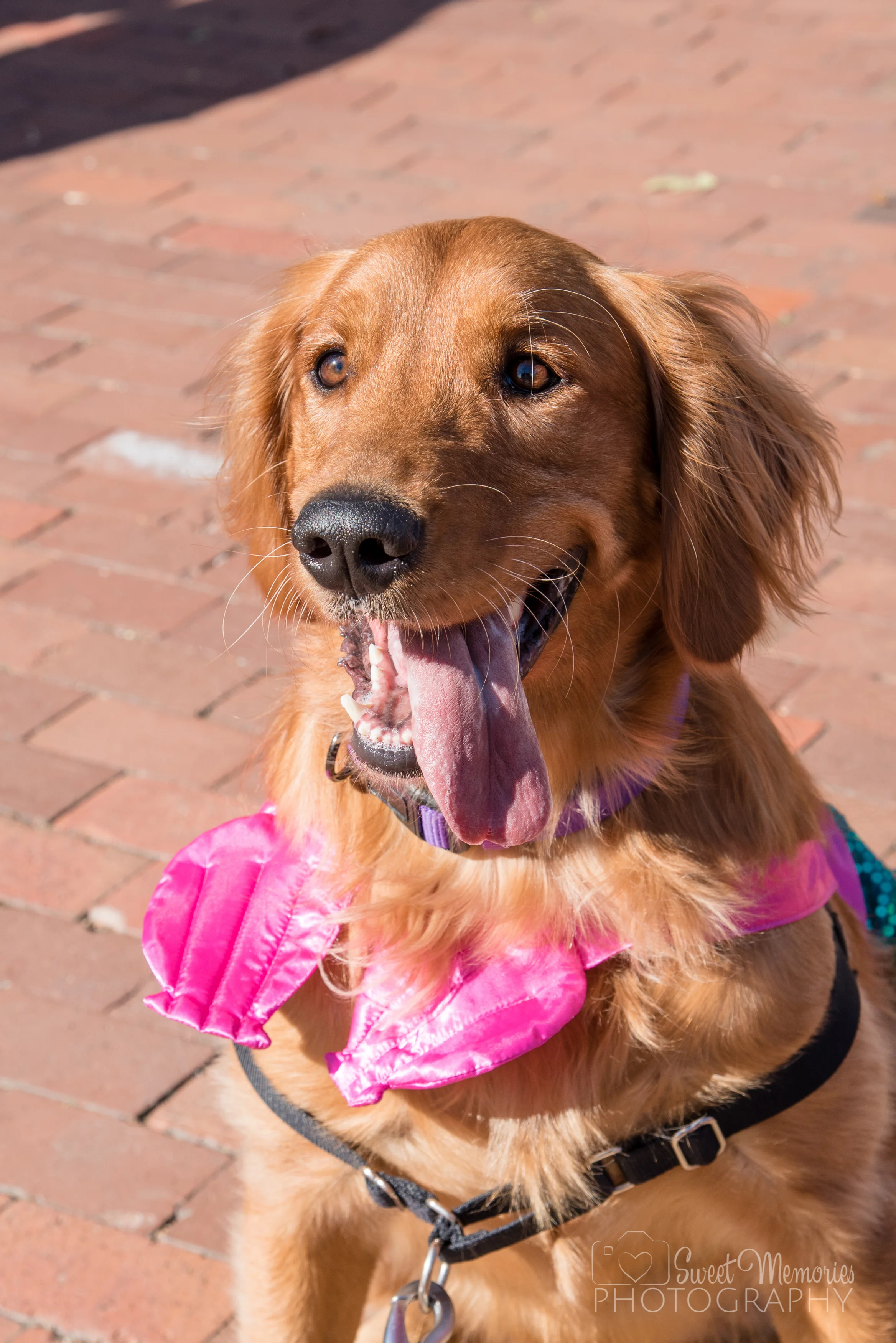 Howl-O-Ween_2016-37.jpg