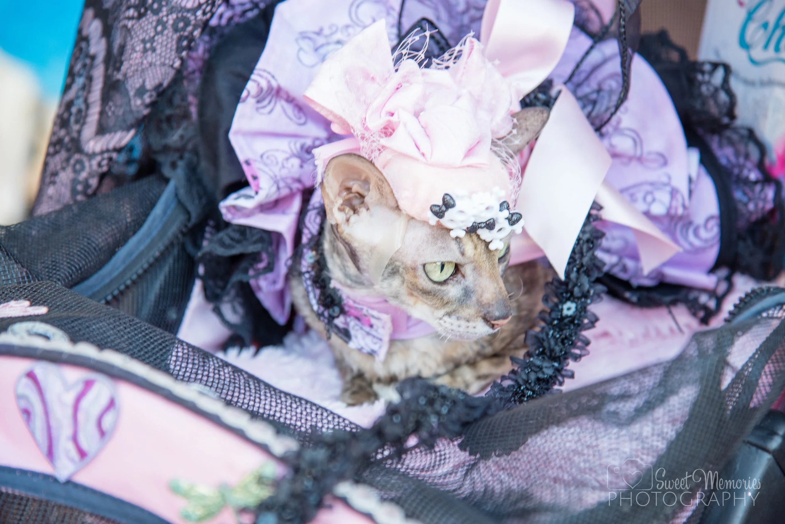 Howl-O-Ween_2016-50.jpg