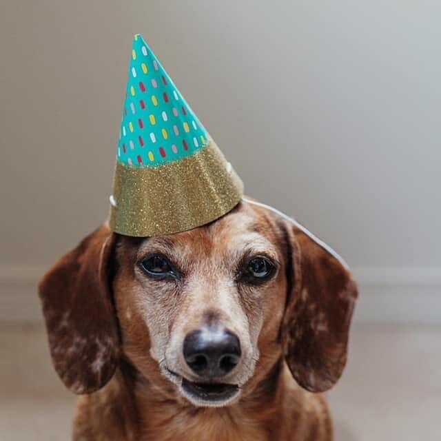 Today would have been my little buddy&rsquo;s 14th birthday. 🌈 🐾 

And even though we&rsquo;ve now got Nibbler in our lives, I still think of Jasper quite often and miss him like crazy. But that&rsquo;s okay&hellip; it just means that I had more lo