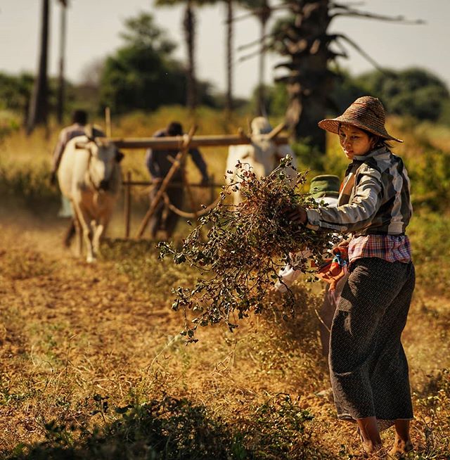 Taking What The Land Gives

Tin Tin (23) has farmed this land with her family as long as she can remember

The land in the plains of Bagan are hardly optimal for farming.  In fact, the soil is so poor that only a few low-value crops grow here.  Some 