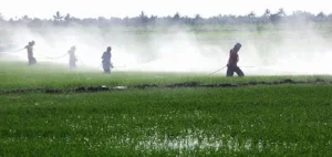 Coming to a beach near you! Swiss-owned Syngenta is spraying the Garden Isle with chemicals banned in its own backyard