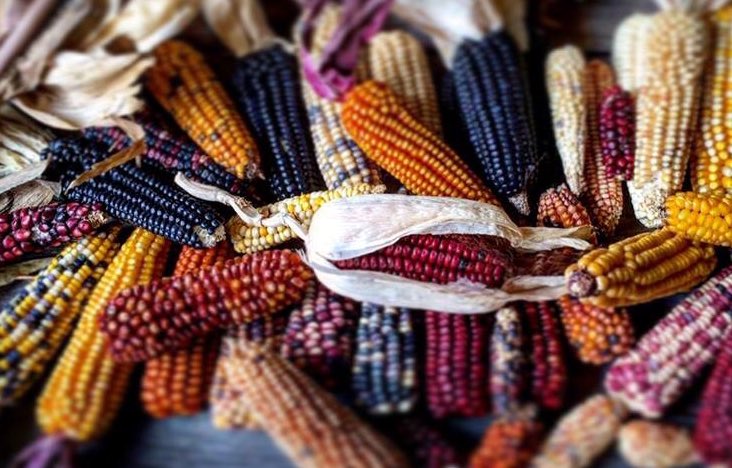 Los pueblos indígenas de lo que hoy es México cultivaron las primeras cepas de maíz hace miles de años