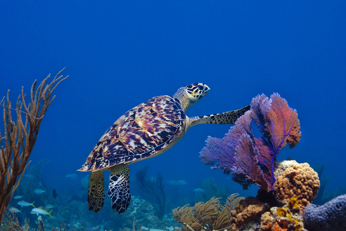 Кораллы в море. Винсент каллебо – «коралловый риф» (coral reef). Морской парк на рифах туббатаха. Коралловый риф. Коралловые рифы красного моря.