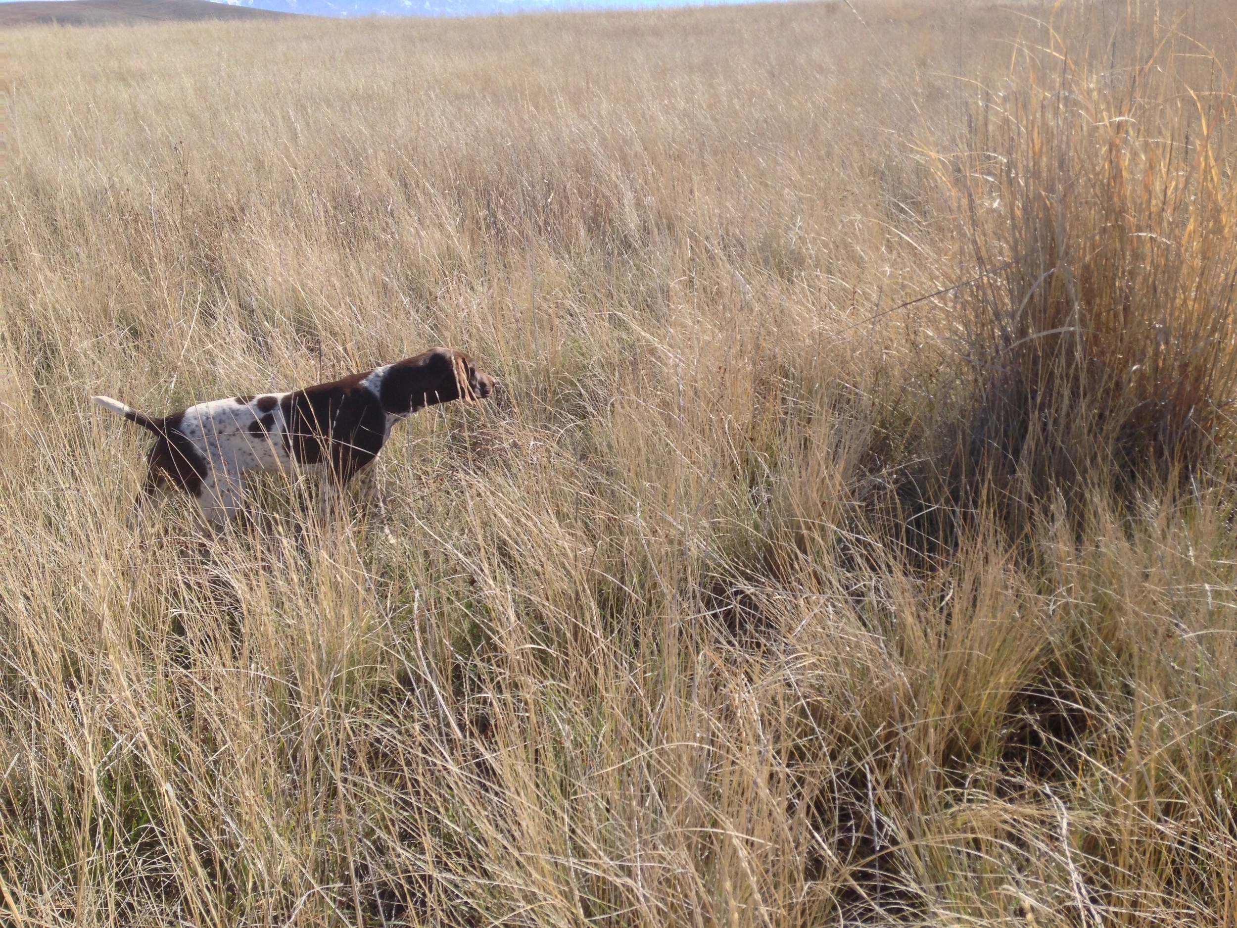 Ziggy on point, the bird was in the thick patch.