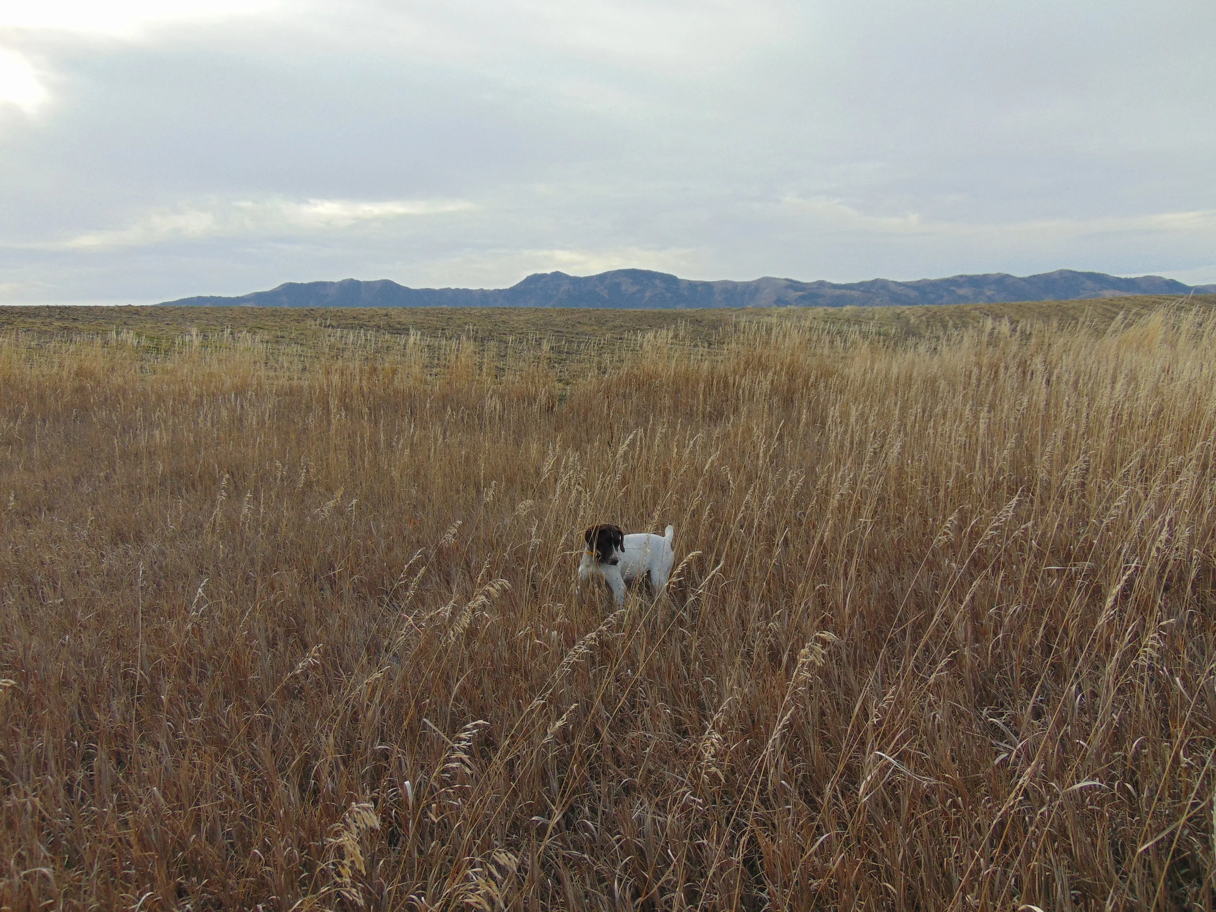 Notable Names in Xena's Pedigree 