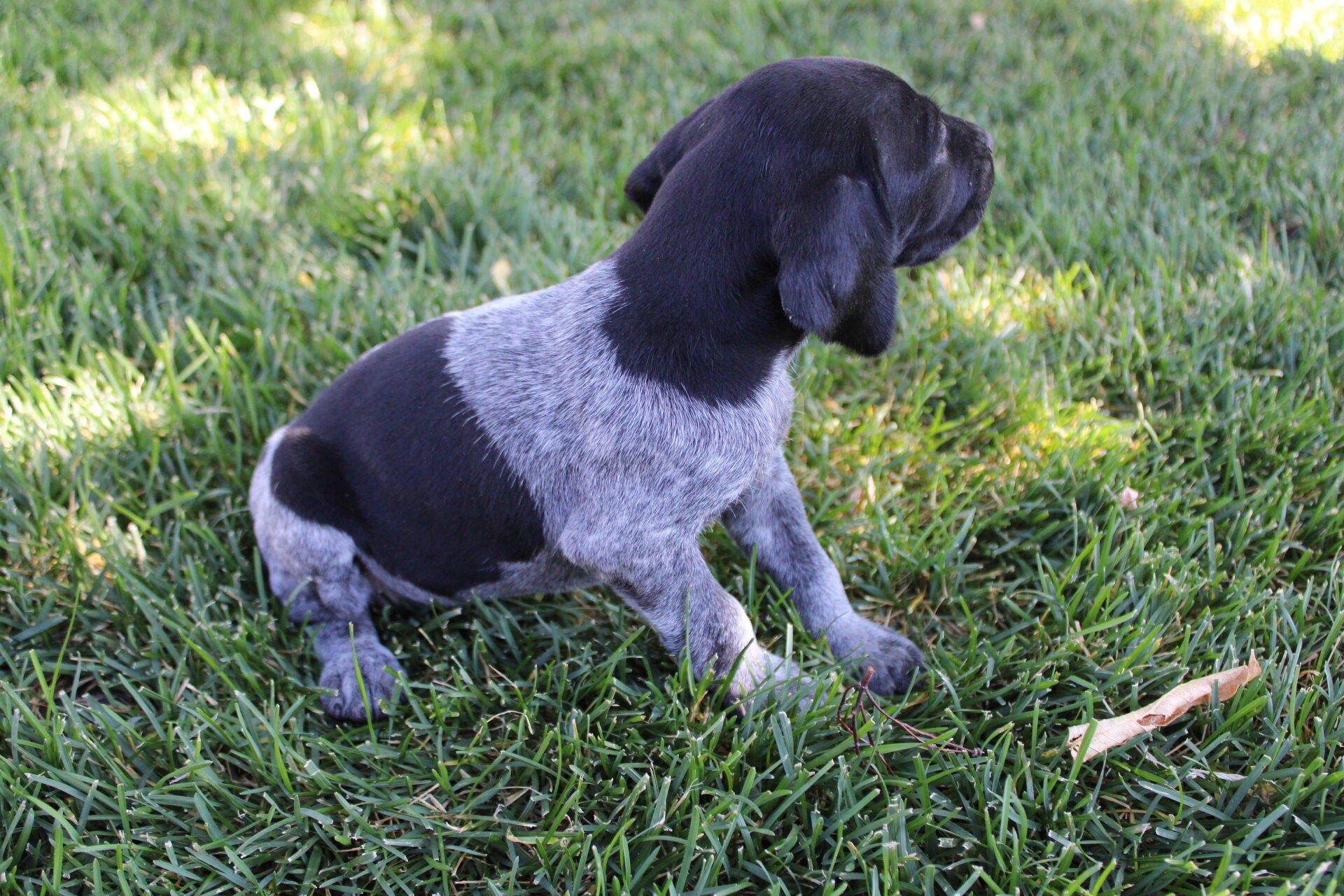 How to Decide If a German Shorthaired Pointer Is Right for You — Winifred  Wiggles