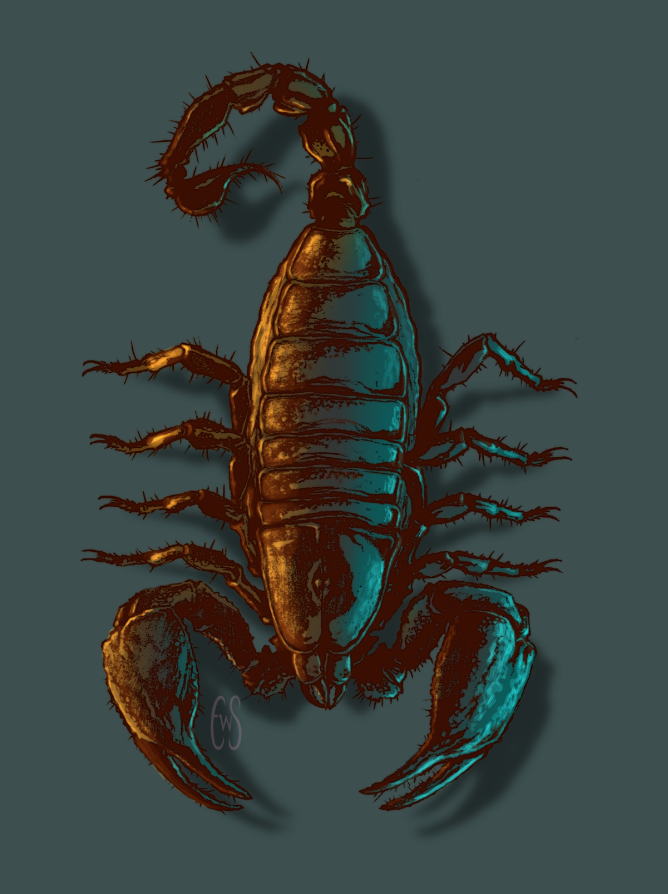 Scorpion