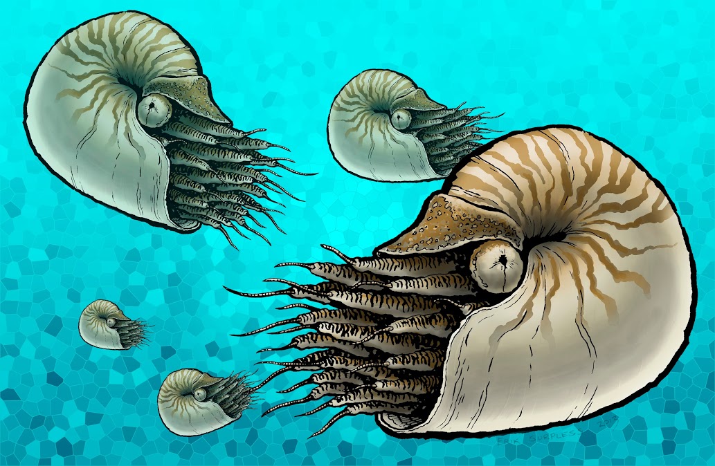 Nautilus