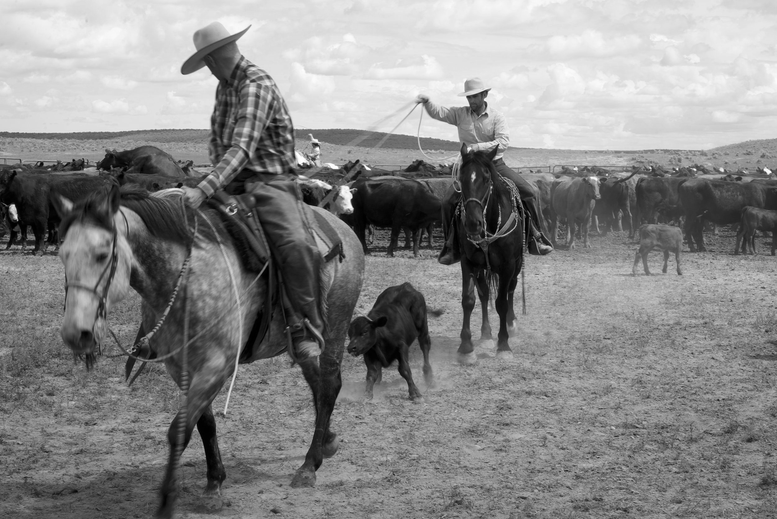  Roping calves with the cowboys of the YP Ranch in Tuscarora, Nevada, while filming “Cowboys: A Documentary Portrait” Photo: Hank Wisrodt 