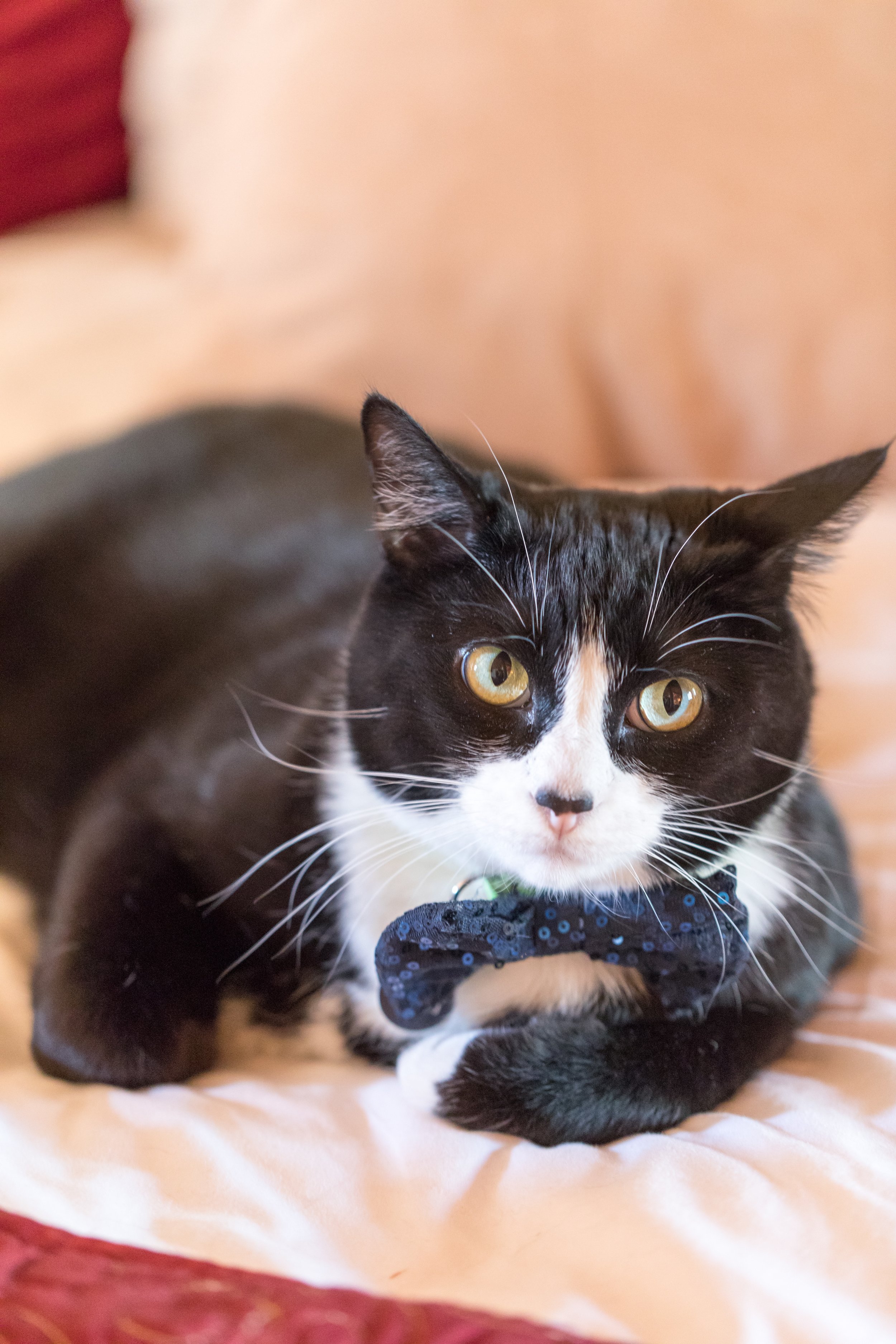 One of their two fur babies in a bow tie -- cute!