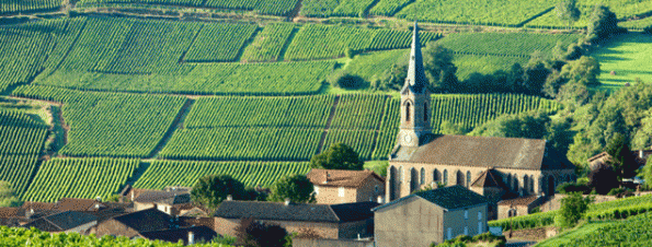 Burgundy Harvest 2014
