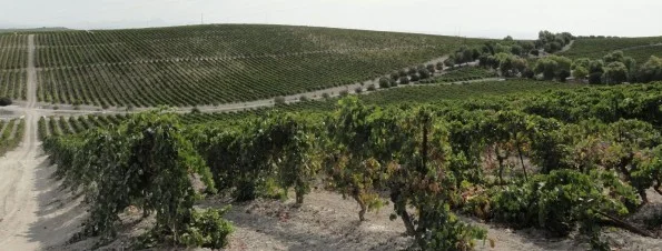 A Metrovino exclusive offering of the wines of Valdespino and La Guita, Jerez, Spain