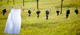 Al Drinkle on Shaw TV:  "Natural Wines"