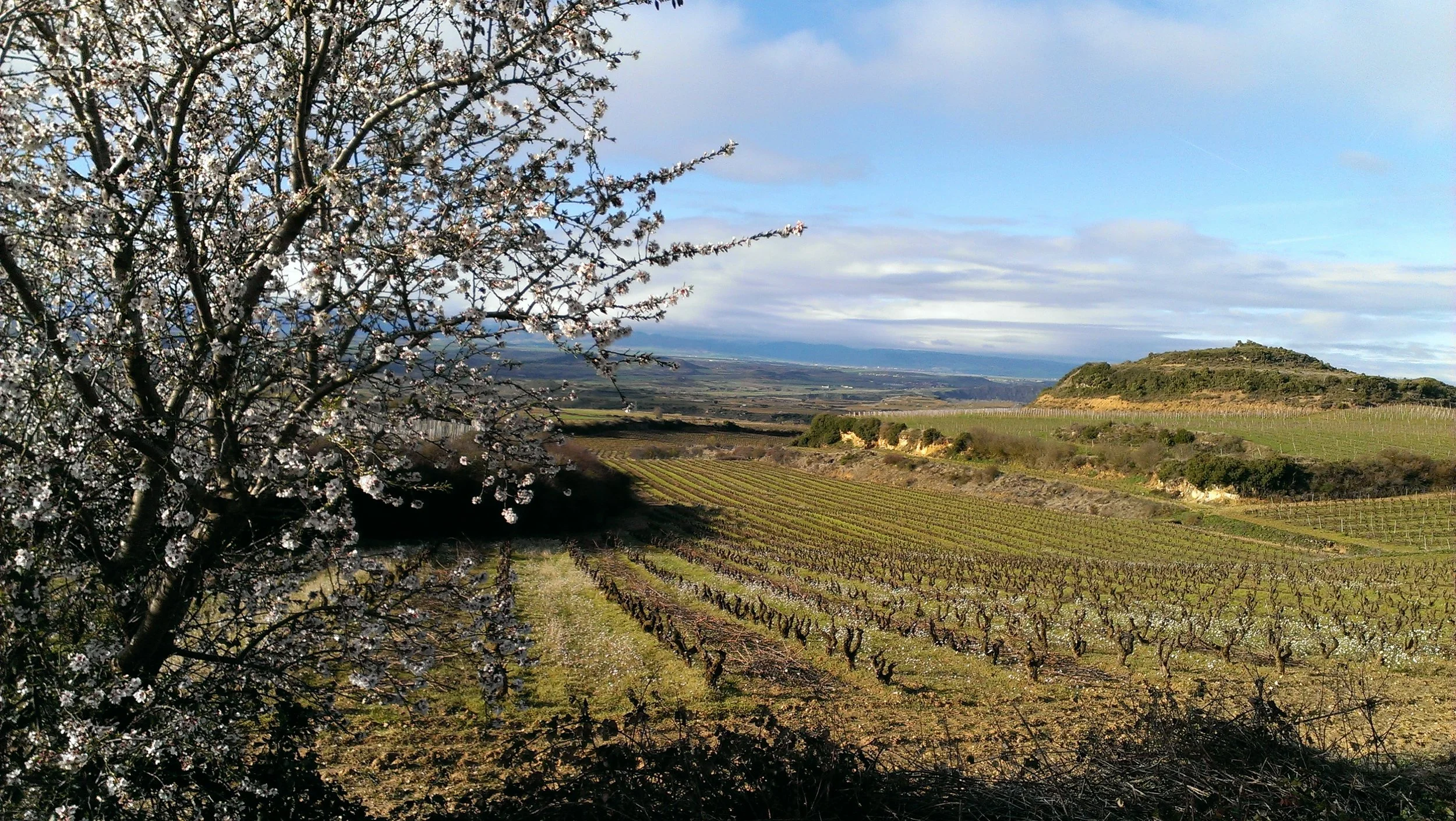 Rioja-SpainHero.jpg