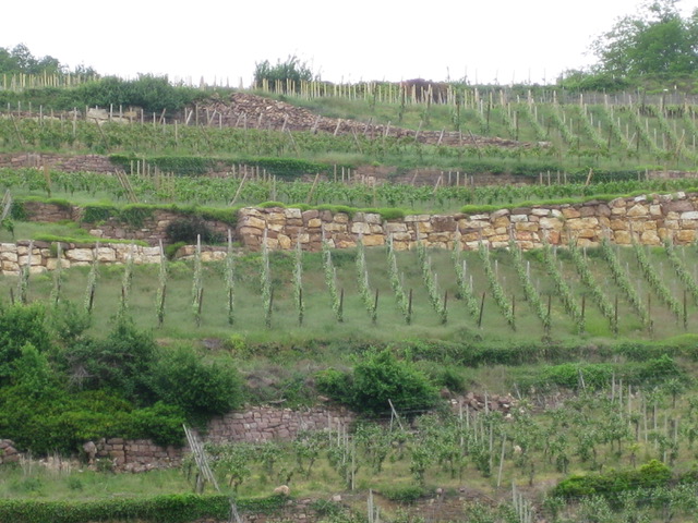 Pinot Noir vineyard.jpeg