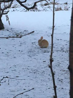 Nothing to Do but Live