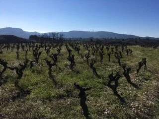 Metrovino Minverva Vineyard Spring.jpeg