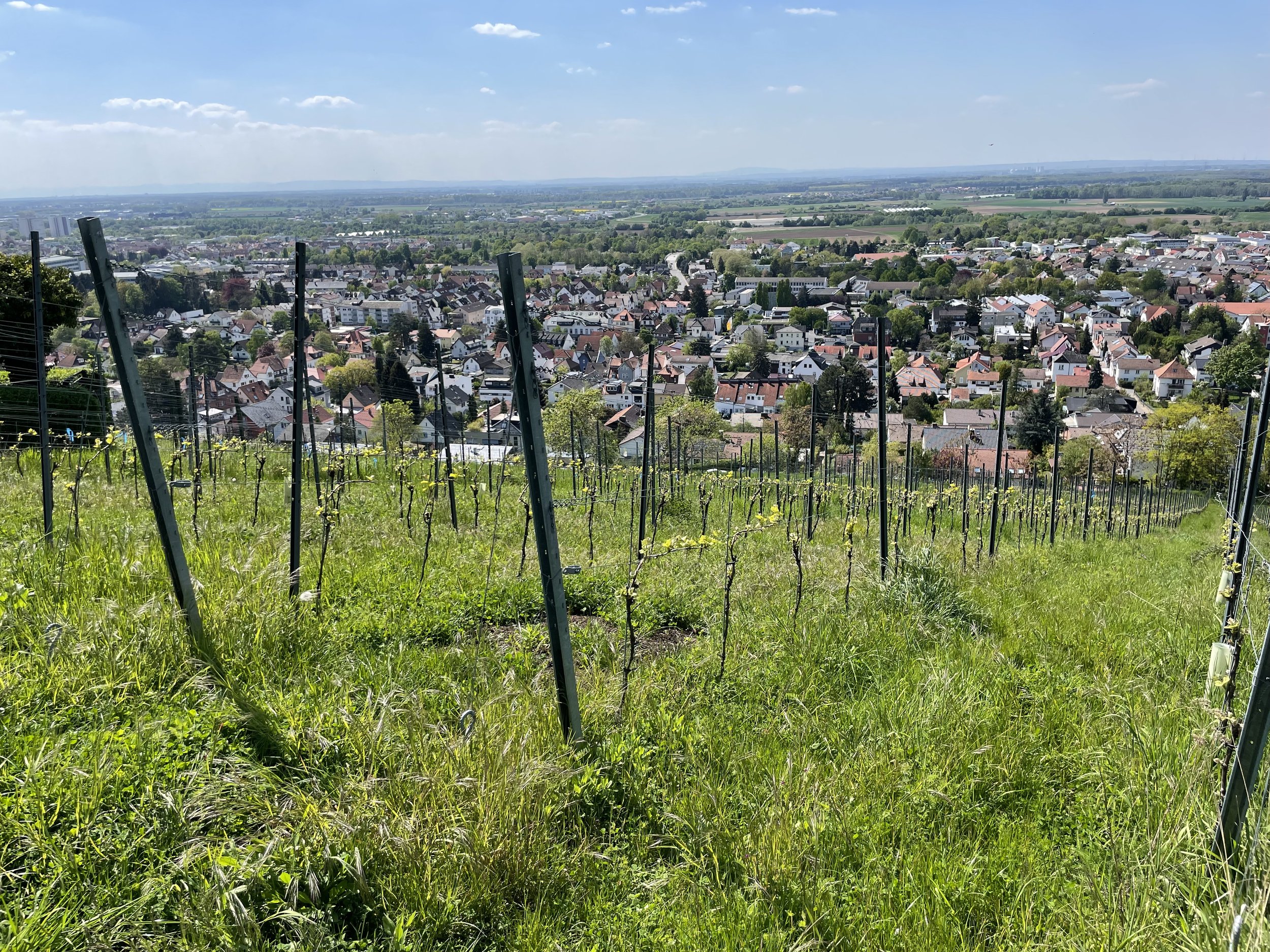 Pop Goes the Griesel!