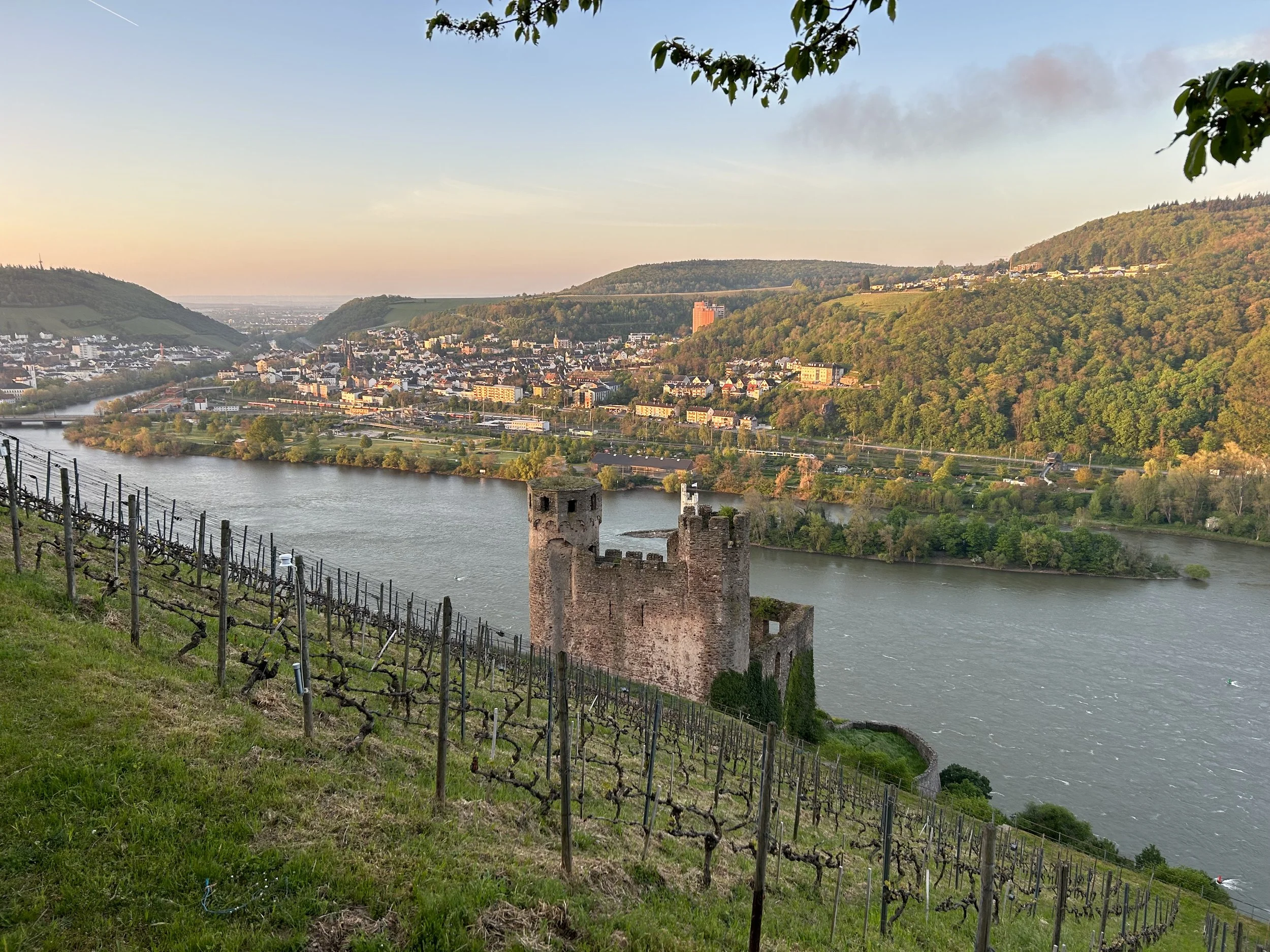 2022 German Riesling - The Drinkle Report