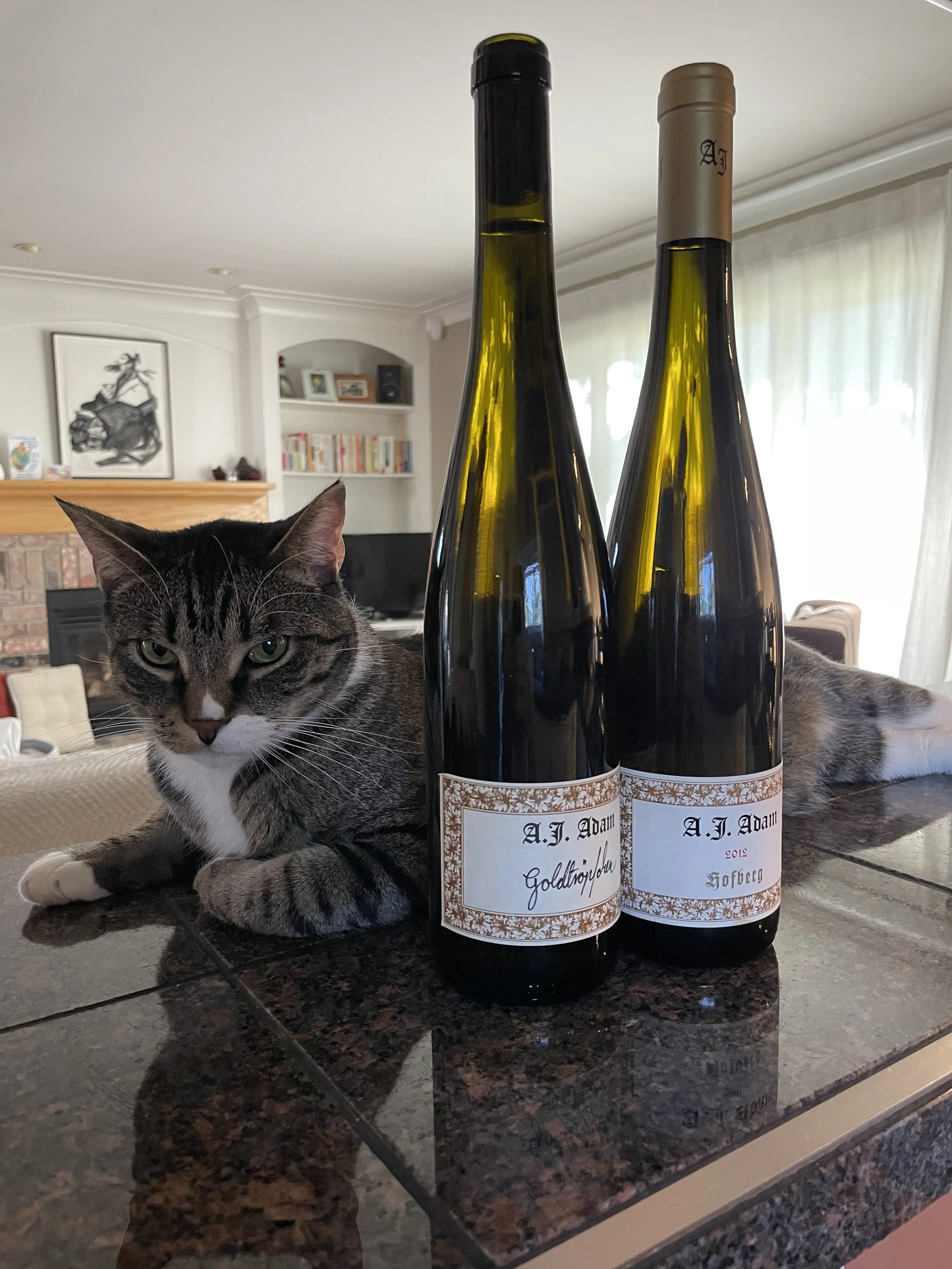 Dave the Cat and Aromatised Water